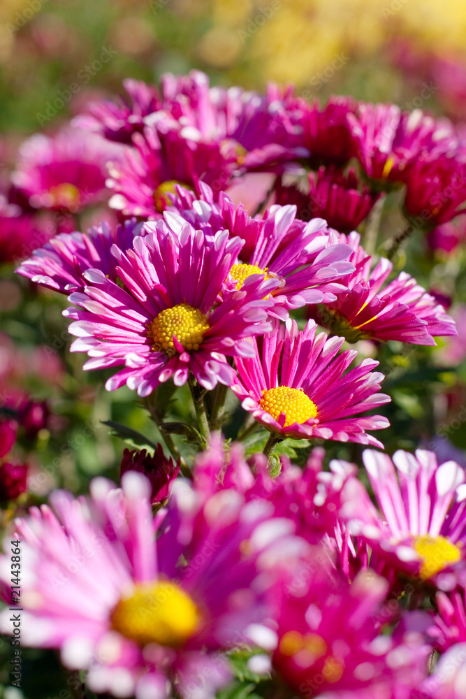 Obraz premium chrysanthemum