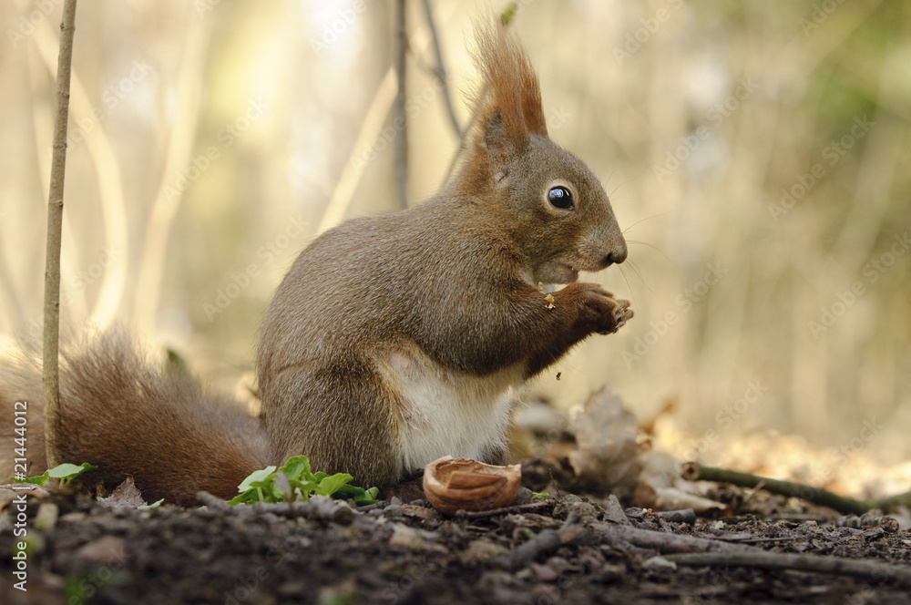 Fototapeta premium Puschelweibchen hat die Nuss geknackt