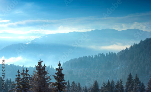 Alpine trees with snow at sunrise
