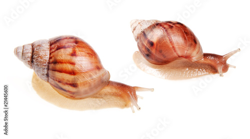 Snails isolated on white background.