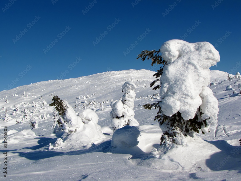 Winter scene Winter scene