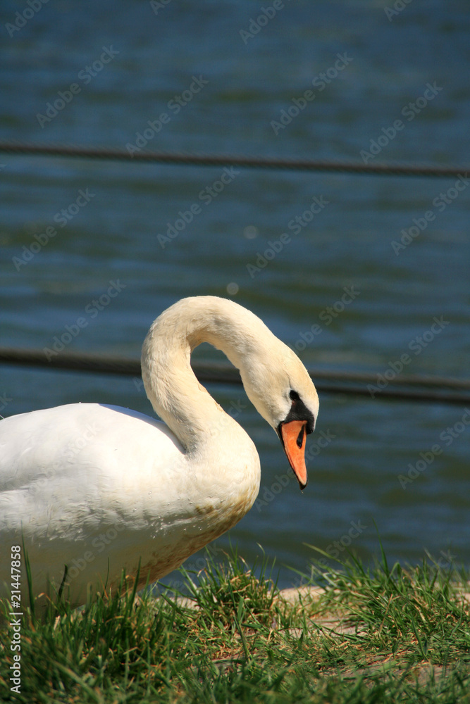 schwan_01 schwan_01