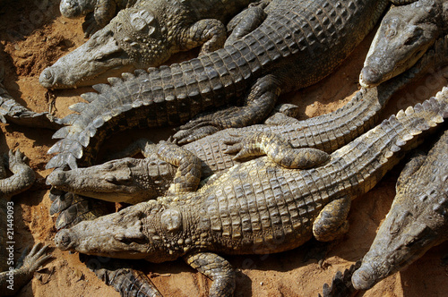 Sleeping crocodiles