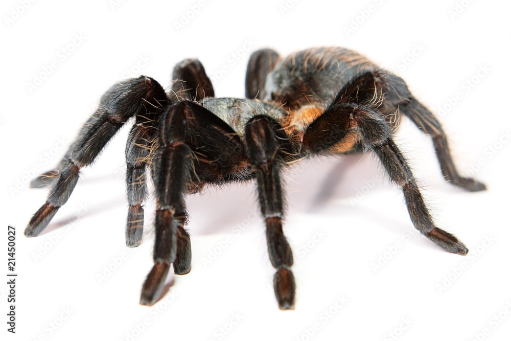 Spider isolated on white background. Spider isolated on white background.