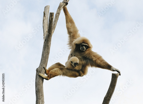 Valokuva Gibbonbaby mit Affenmutter in schwindelner Höhe