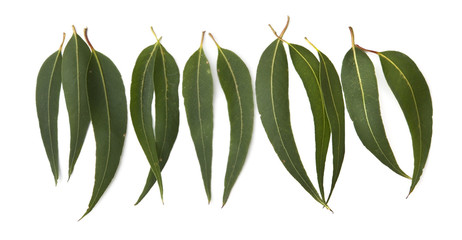 Gum Leaf Border