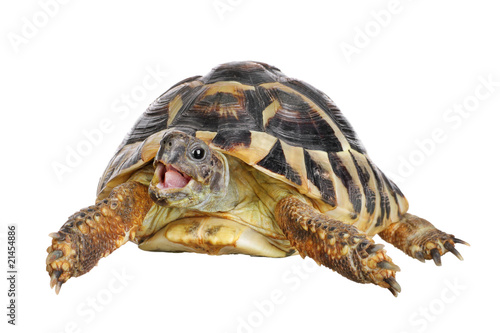 Bild auf Leinwand Herman tortoise