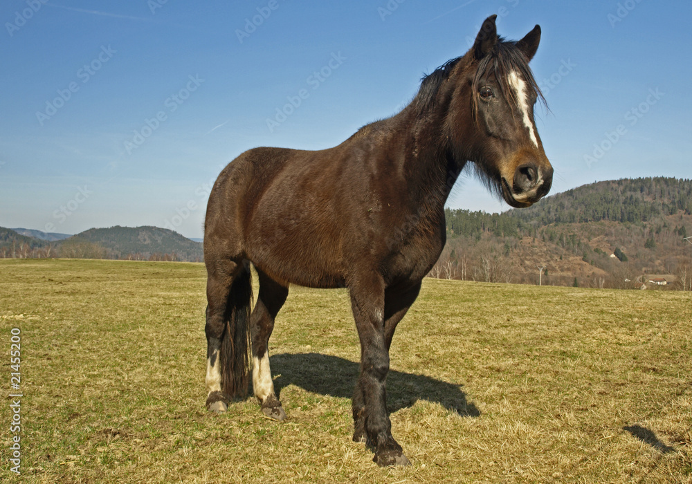 CHEVAL BRUN CHEVAL BRUN