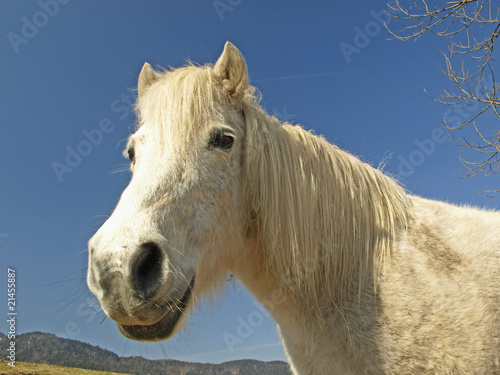 REGARD DE CHEVAL BLANC