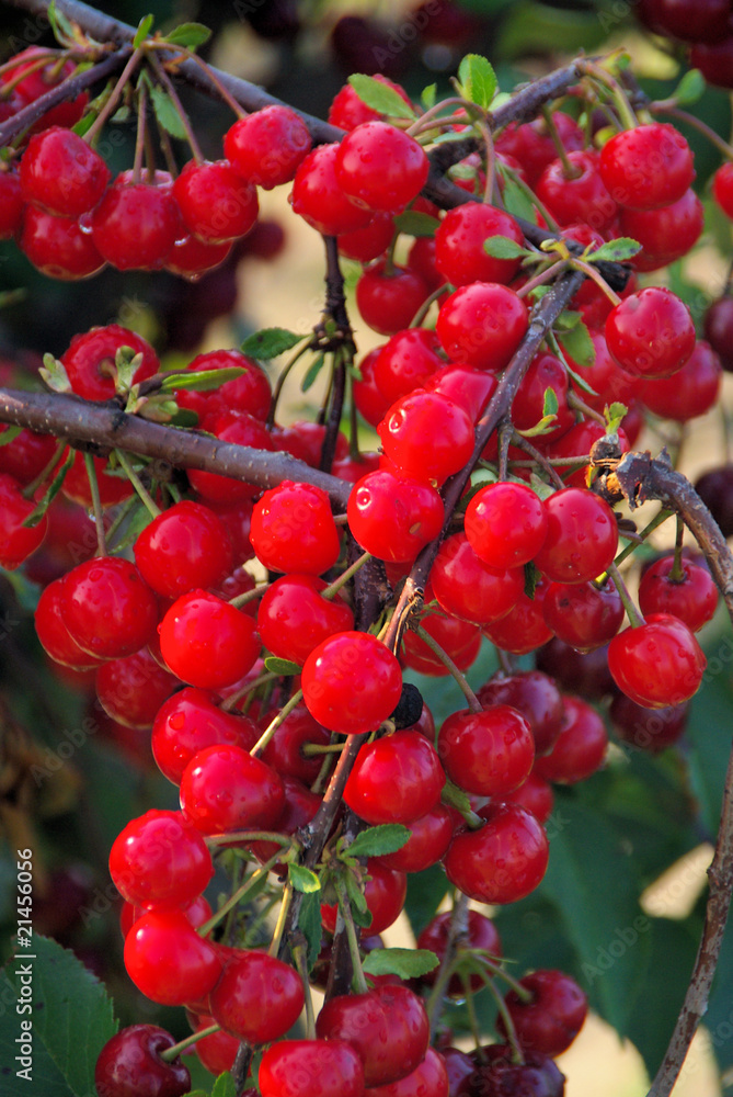 Sauerkirsche - sour cherry 03 Sauerkirsche - sour cherry 03