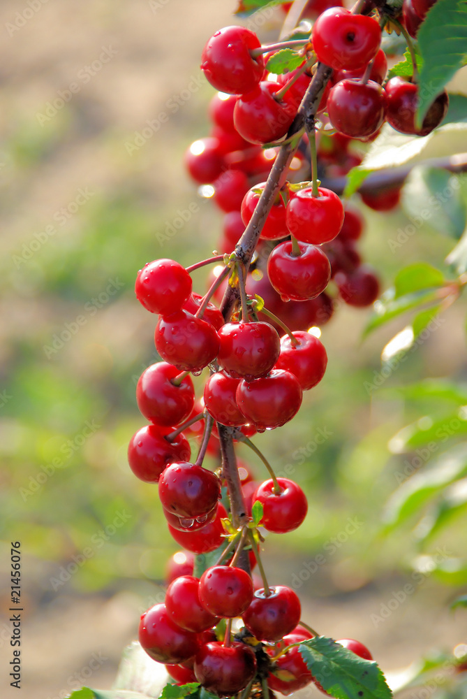Sauerkirsche - sour cherry 05