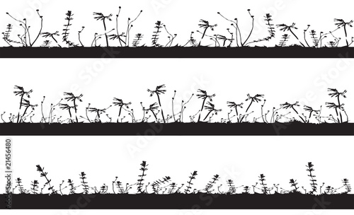 countryside grasses silhouette