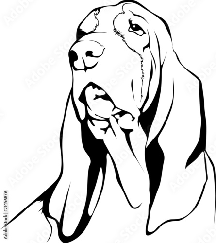 Basset  Hound