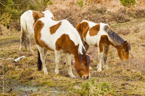 A Family of wild new forest ponies © willmetts