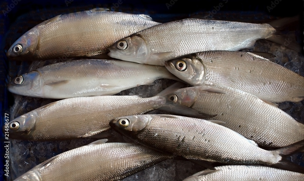 Obraz premium Fishmarket in Taiwan