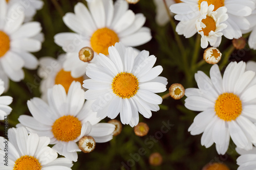 Beautiful white flower