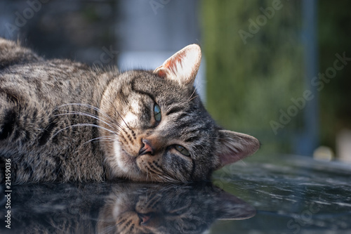 A Cat On A Car Roof
