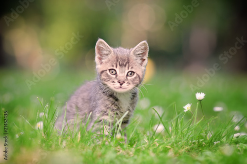 A grey cat posing outside