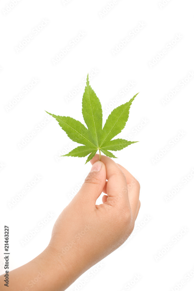green leaf green leaf