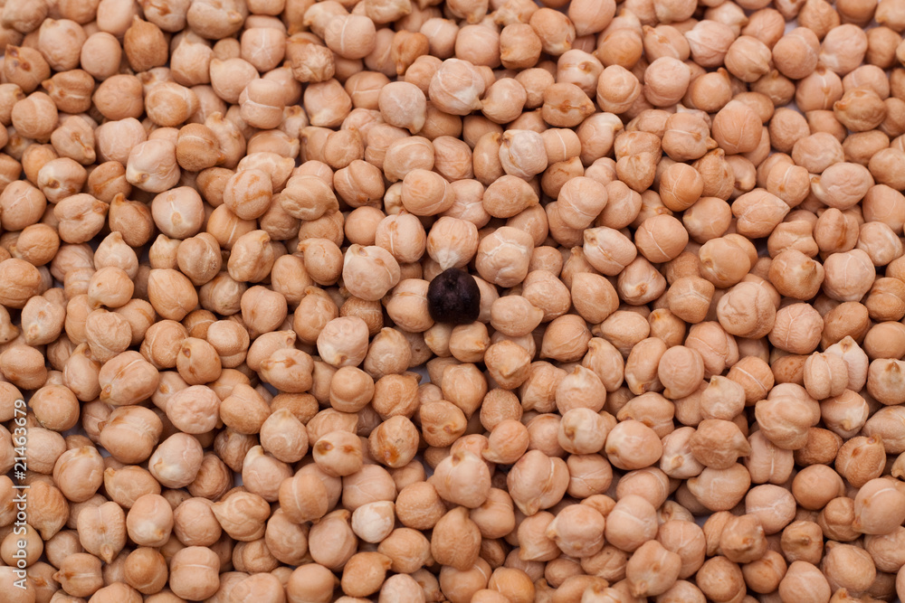 garbanzo negro garbanzo negro
