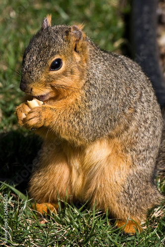 Squirrel Eating A Peanut