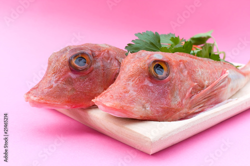 Foto Red Gurnard Fish - Closeup