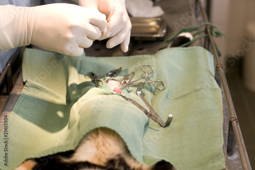 Fotografie stérilisation d'une jeune chatte - chirurgie vétérinaire