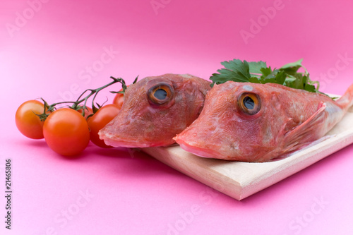 Canvas-taulu Red Gurnard Fish