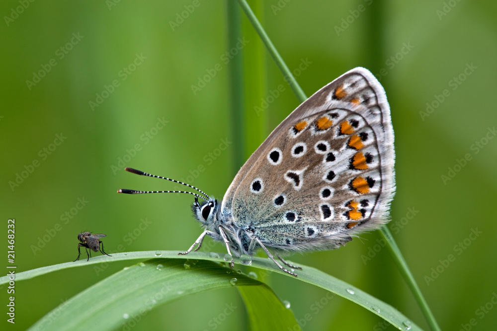 Obraz premium Bläuling