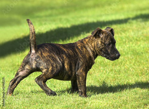 Staffordshire Bull Terrier Puppy