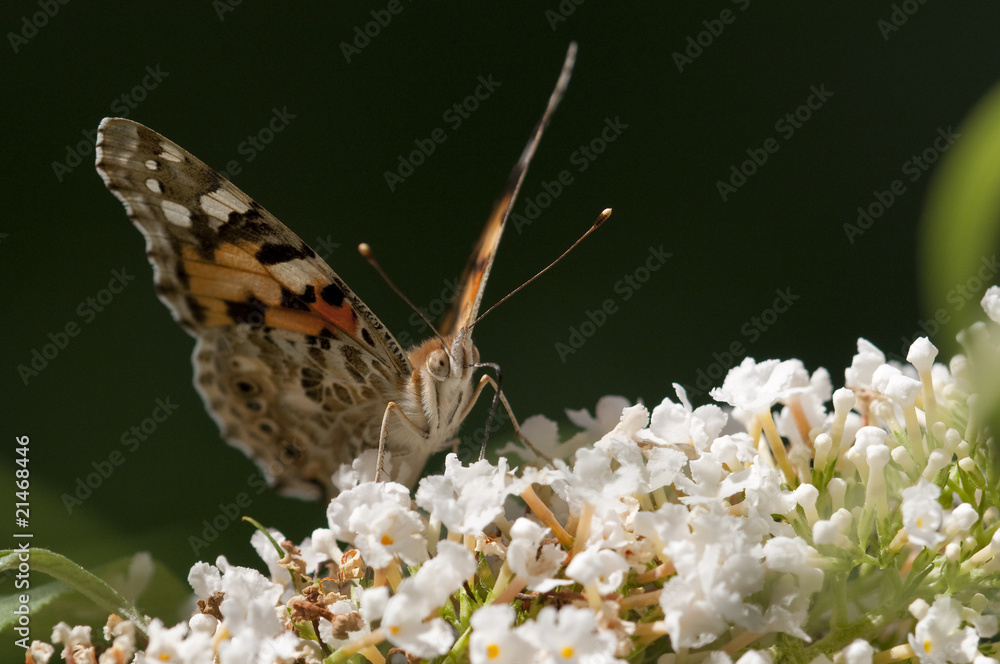 Fototapeta premium Butterfly on flowers
