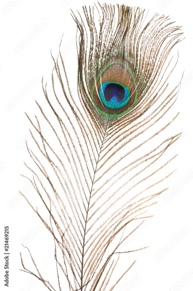 Obraz premium Peacock feather