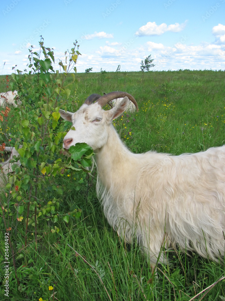 Obraz premium Grazing goat