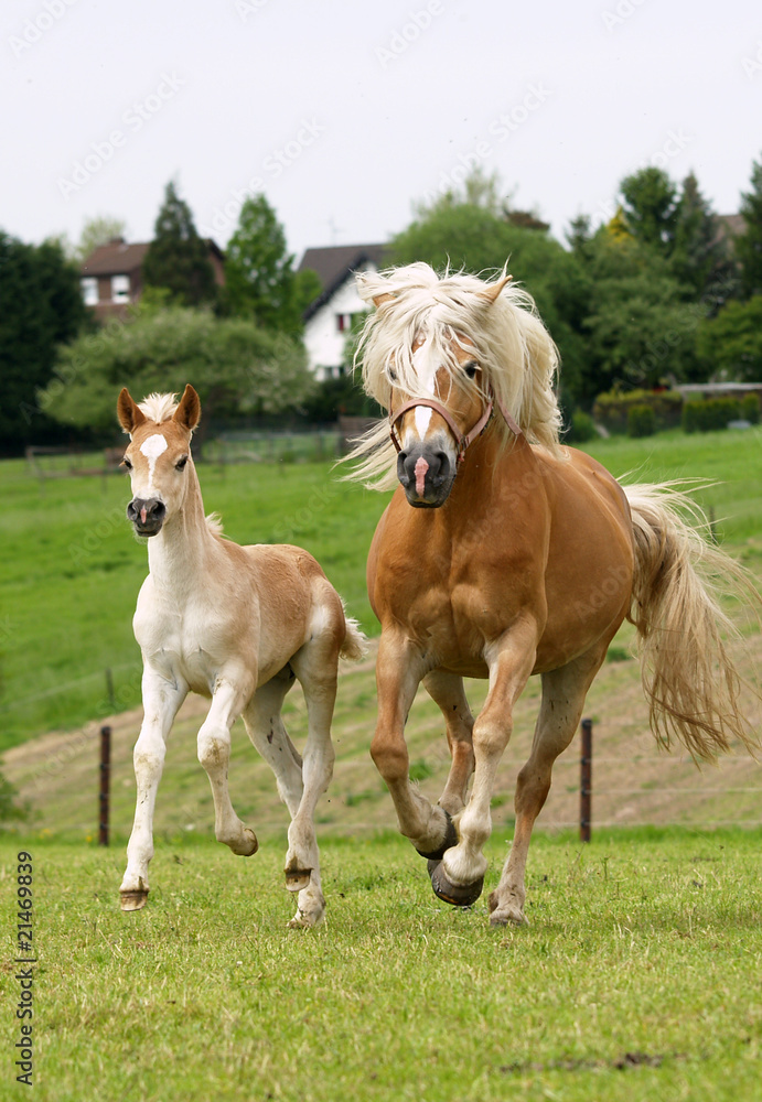 Obraz premium Familiengalopp