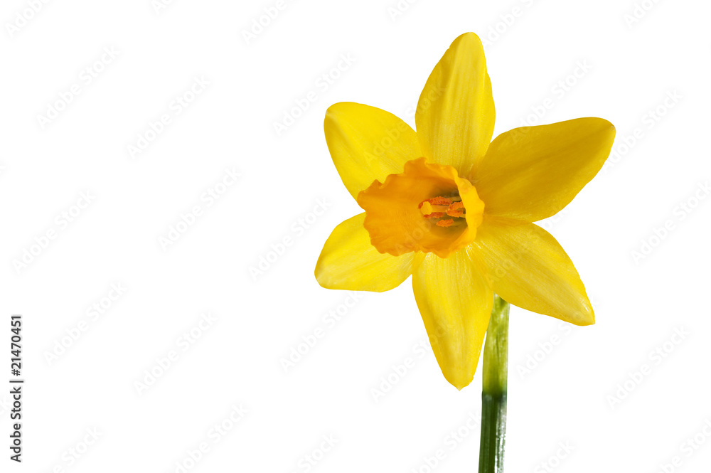 Yellow daffodil isolated on a white background Yellow daffodil isolated on a white background