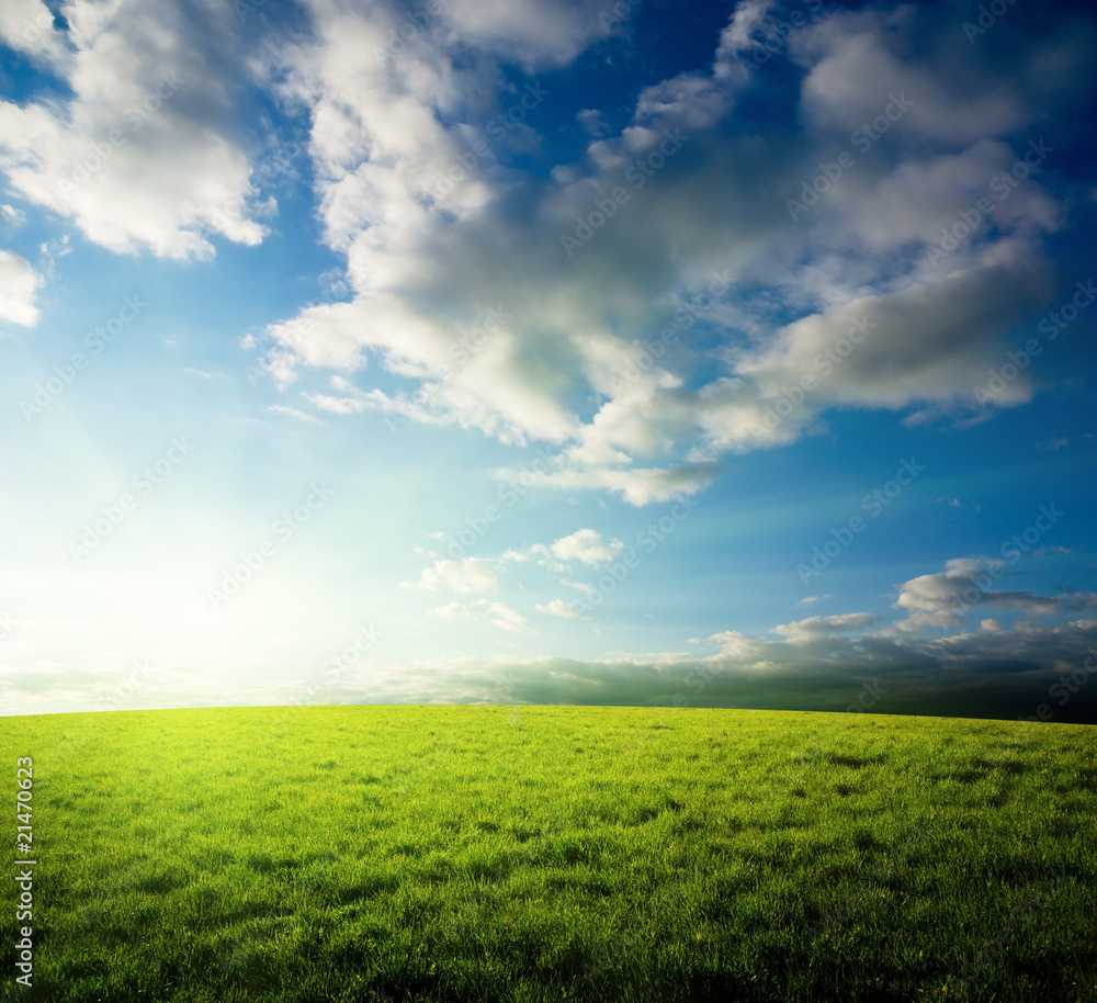 field of grass and sunset