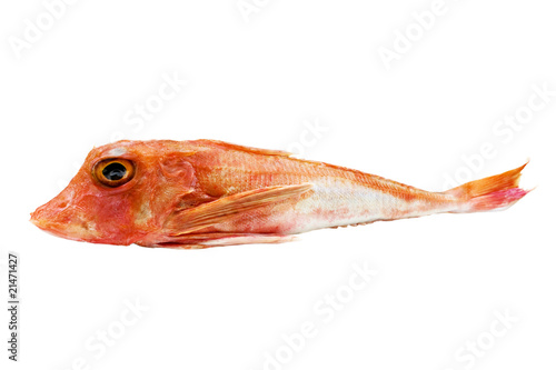 Schilderij op canvas Red Gurnard Fish Isolated On White Background