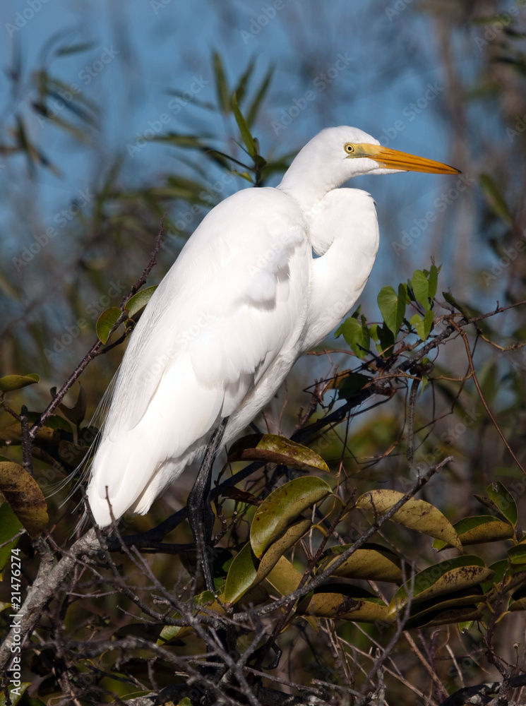 Great Egret
