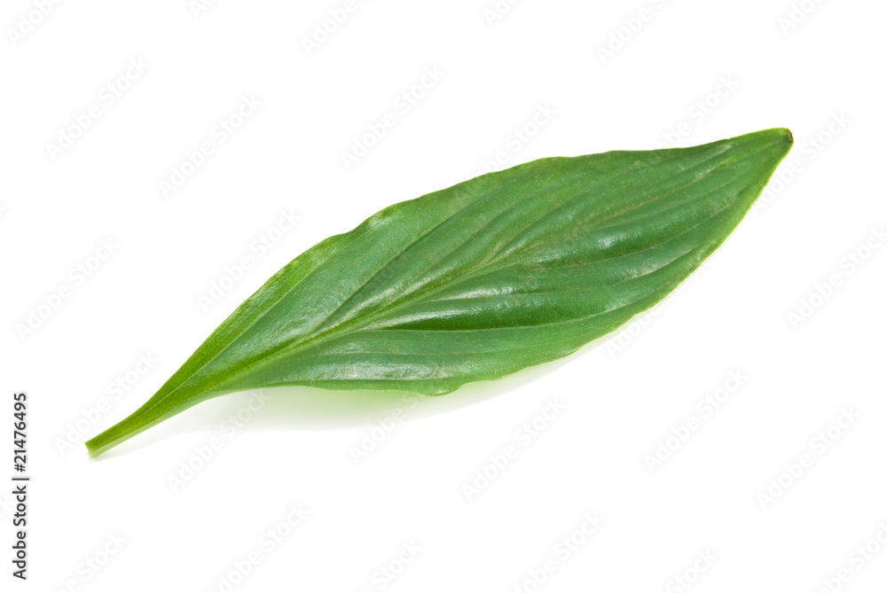 Fototapeta premium leaf