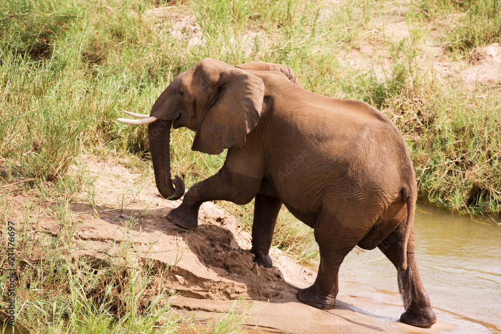 Single African elephant on river bank