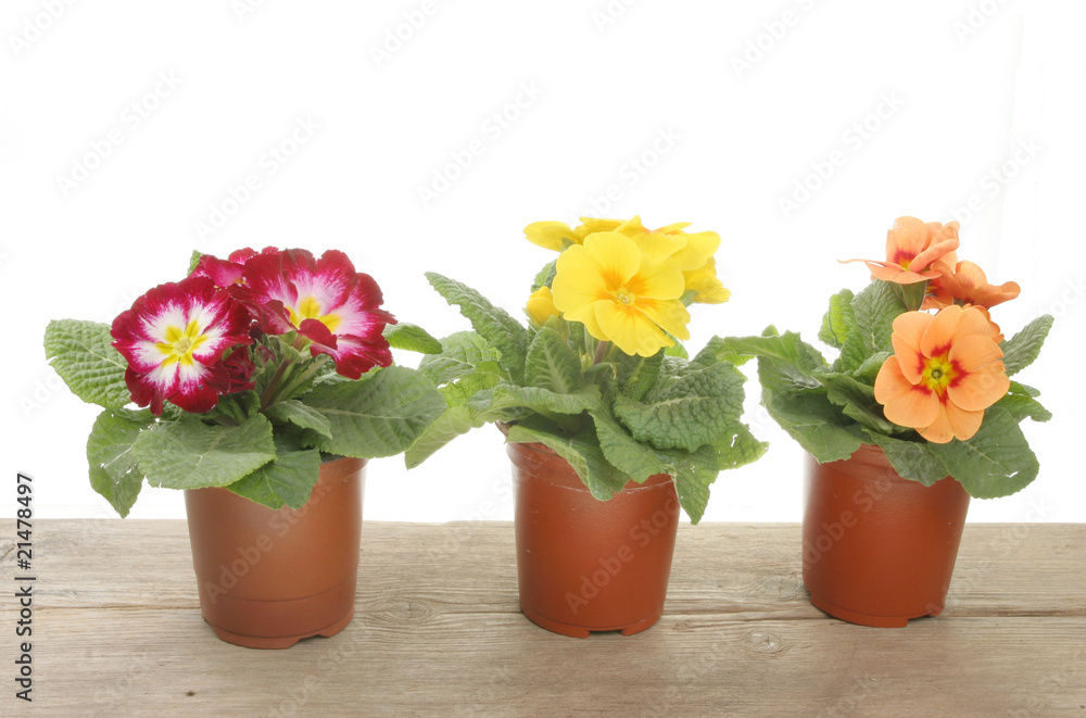 Spring bedding plants Spring bedding plants