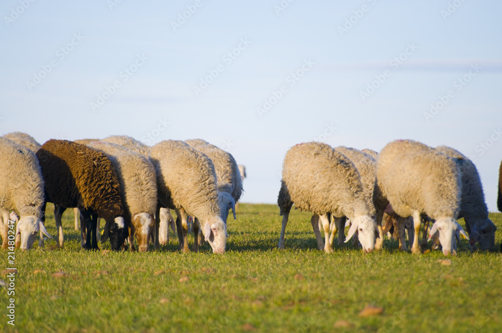 Fototapeta premium Sheeps
