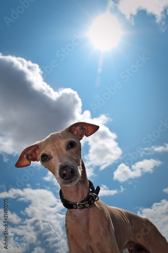Dog aganst a blue sky