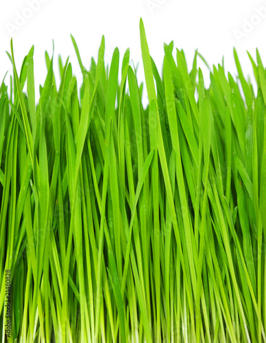 grass on white