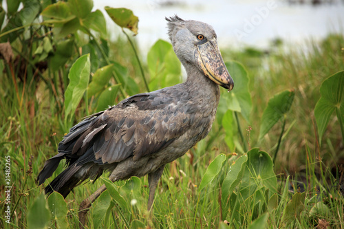 Shoebill in the Wild - Uganda, Africa