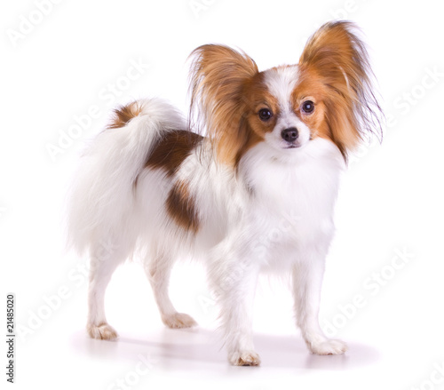 Dog of breed papillon
