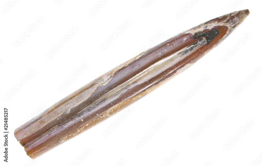 Belemnite Fossils Belemnite Fossils