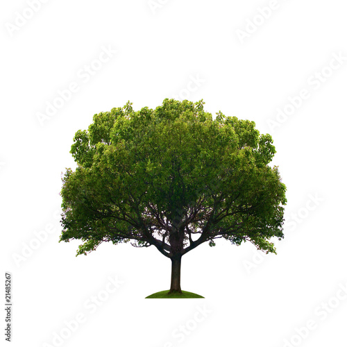 Old green tree isolated