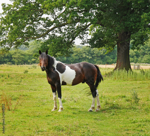 Brown and White Skewbald Horse in a meadow