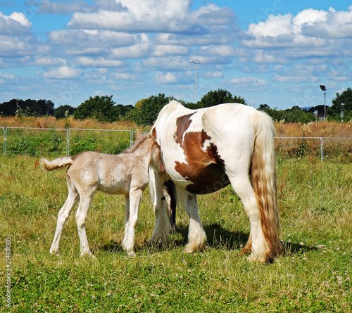 Brown and white horse with Foal